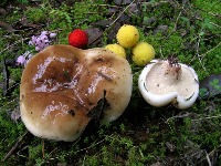 Mushroom detector project thumbnail