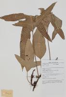 herb-leaf project thumbnail