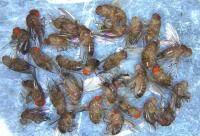 Fly detection project thumbnail