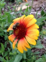 flowers project thumbnail