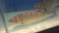 fish-segmentation 3 project thumbnail