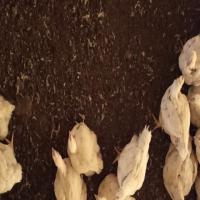 Broiler count project thumbnail