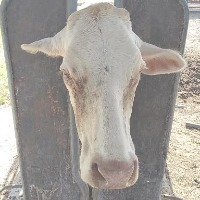 Cow Face Recognition  project thumbnail
