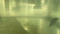 Fish Detection AI Group 6 project thumbnail