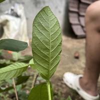 Plants&Leaves-Identification project thumbnail