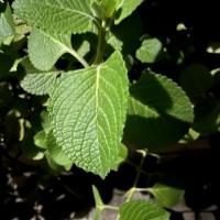 Identification-Plants-Leaves 4 project thumbnail