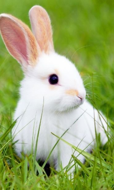 Cat Rabbit Panda Object Detection Model by Ganjang