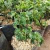 nutrisi chilli project thumbnail
