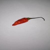 chilli project thumbnail