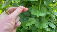 plant_plucking project thumbnail
