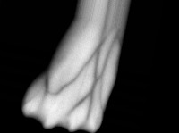 vein-biometric project thumbnail