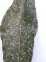 mango-leaf-disease-detection-poc project thumbnail