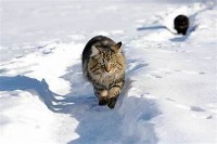 animal project thumbnail