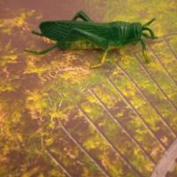 Pest detection project thumbnail