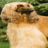 dog project thumbnail