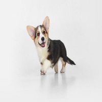 dog bread detection project thumbnail