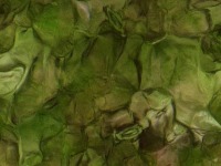 Stomata__ project thumbnail