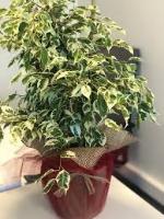Ficus Benjamin project thumbnail