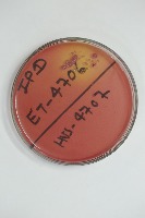 microbiolgy project project thumbnail
