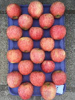 Dataset Image