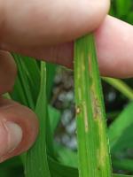 Rice disease project thumbnail