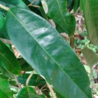 Durian Leaf project thumbnail