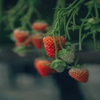 straberry detection project thumbnail