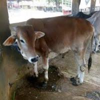 Cow Detection project thumbnail