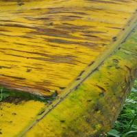 Banana_Leaf_Singko project thumbnail