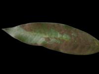 MangoLeaf project thumbnail