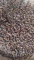 Coffee Beans Detection - Instance Segmentation project thumbnail