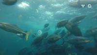 microplastic cleaner project thumbnail