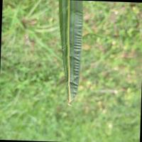 Leaf Detection Project project thumbnail