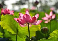 Find lotus flowers project thumbnail