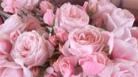 rose1 project thumbnail