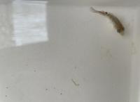 fish dataset1 project thumbnail