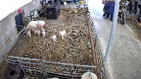 sheep project thumbnail