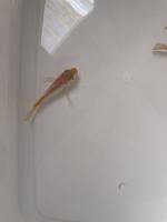 fish dataset2 project thumbnail