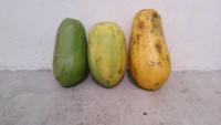 Papaya Classification project thumbnail