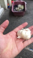 garlic project thumbnail