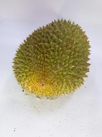 durian project thumbnail