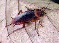 pest_classification_system project thumbnail