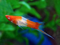 Swordtail fish project thumbnail