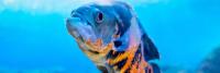 Oscar fish project thumbnail