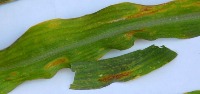 Maize Diseases Classification project thumbnail