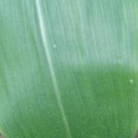 Maize Diseases Segmentation project thumbnail