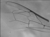 Greek Bees Wing Classification project thumbnail