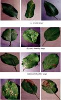 leaves project thumbnail