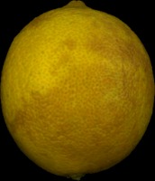 lemonnext project thumbnail