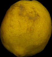 lemon1600hou project thumbnail